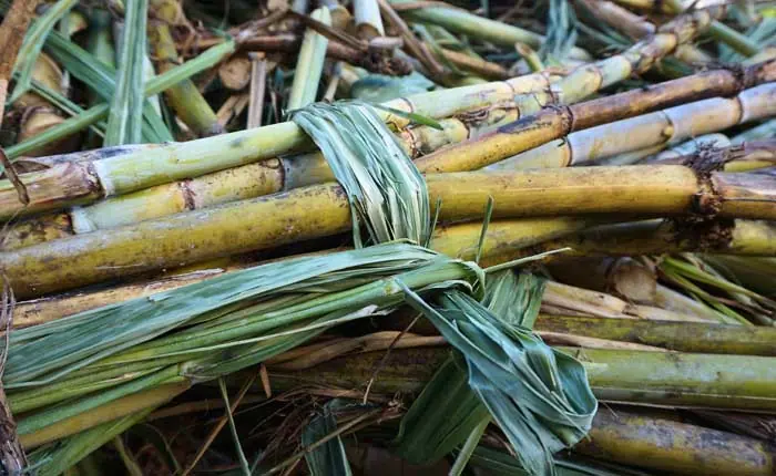 Frisch geerntetes Zuckerrohr Frisch geerntetes Zuckerrohr
